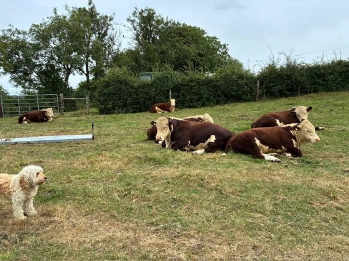 Hereford bulls