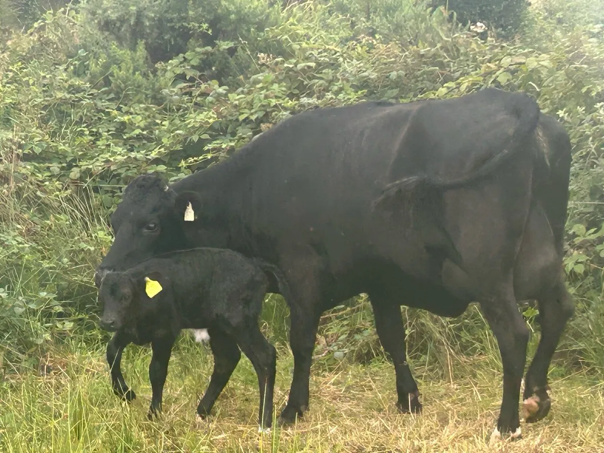 Calved Suckler - Image 2