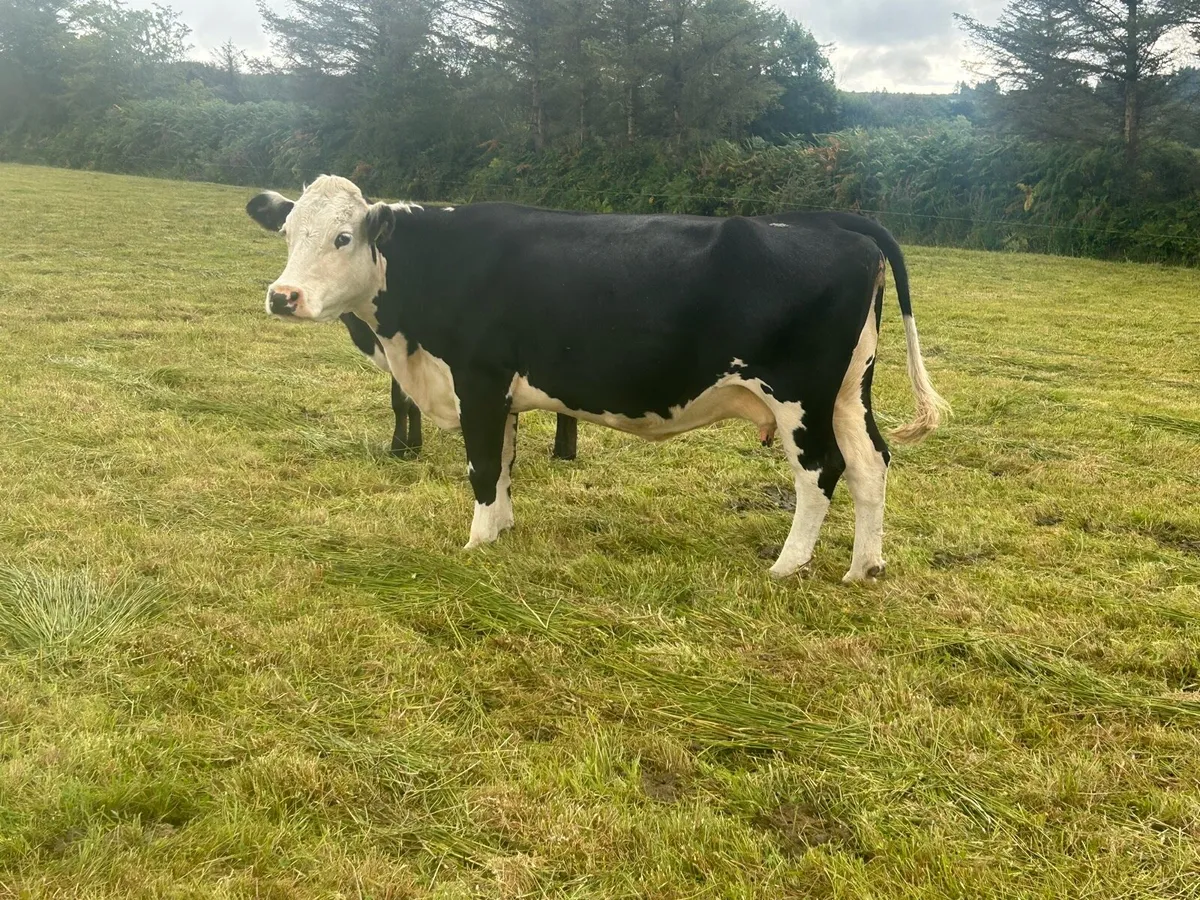 Calved Suckler - Image 3