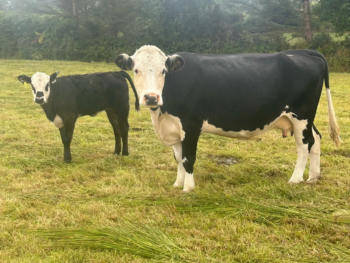 Calved Suckler - Image 4