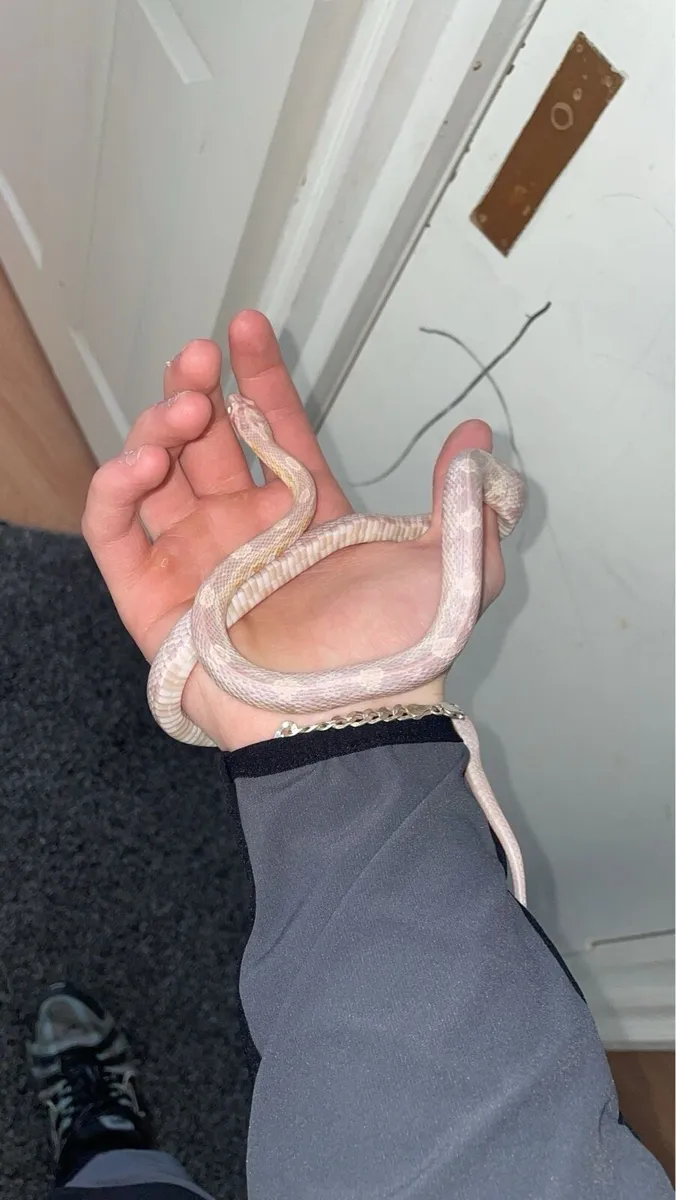 snow corn snake - Image 1