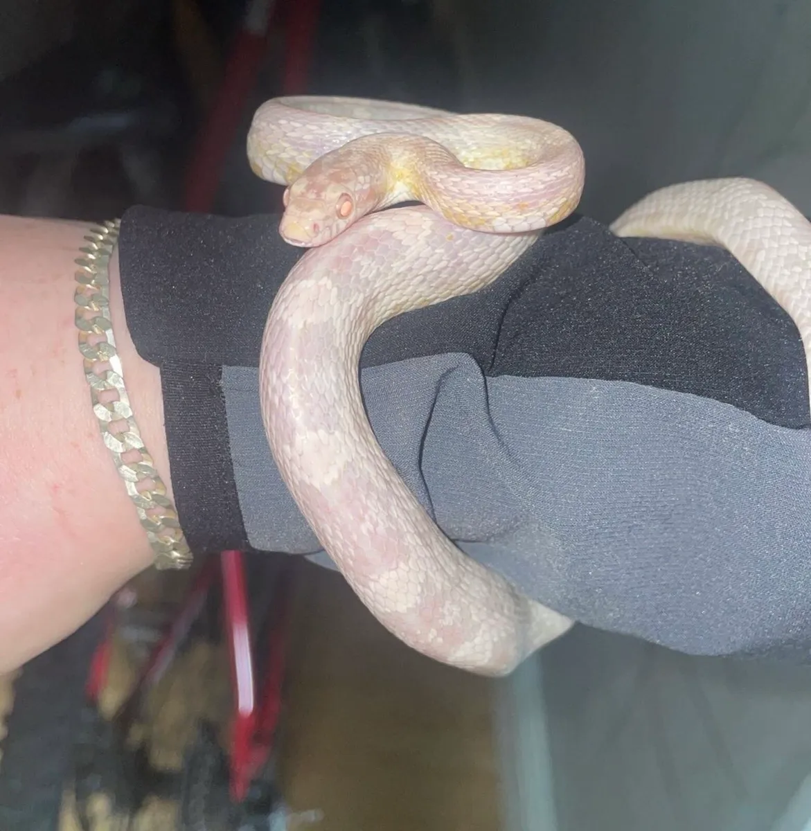 snow corn snake - Image 2