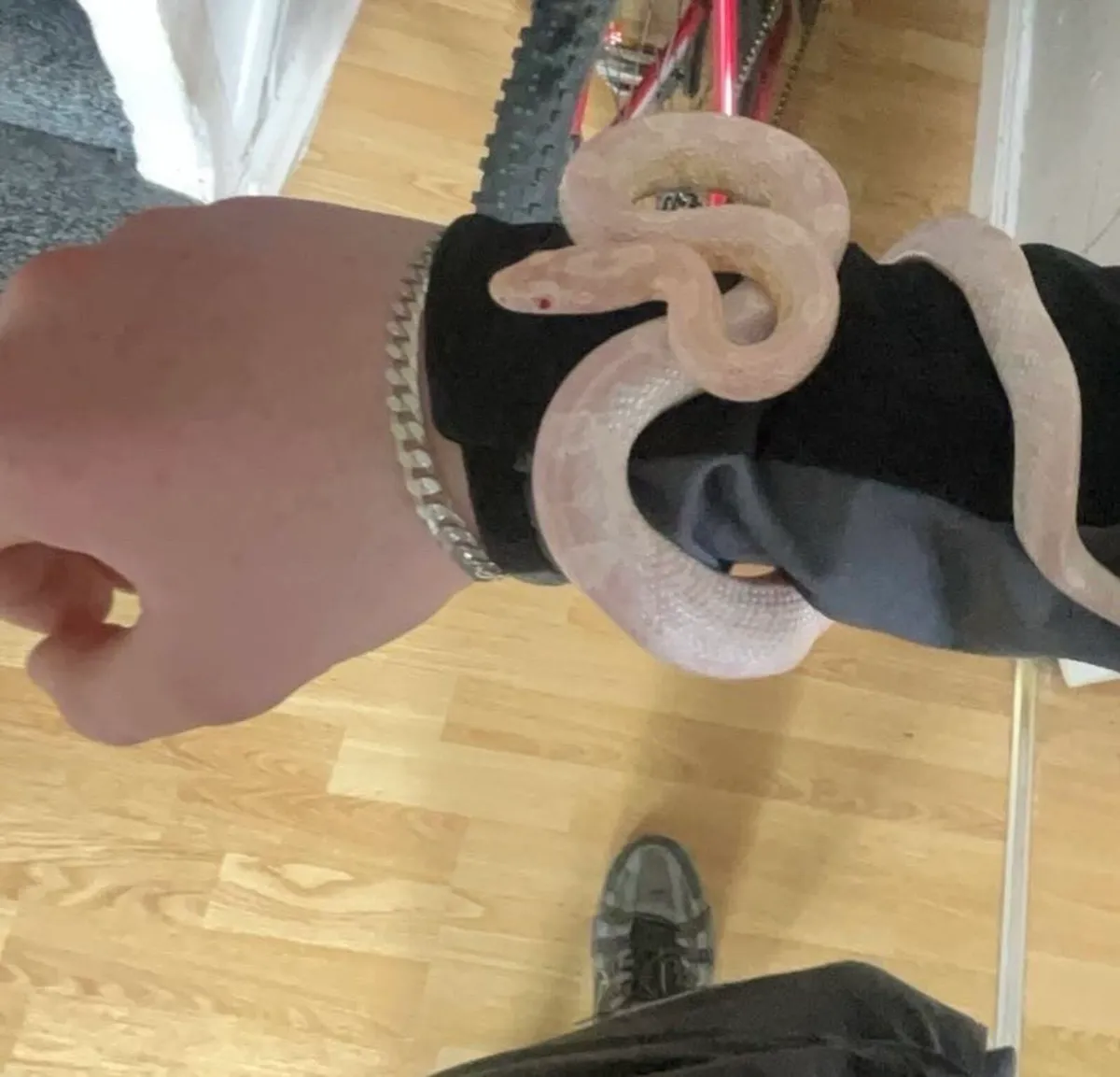 snow corn snake - Image 3