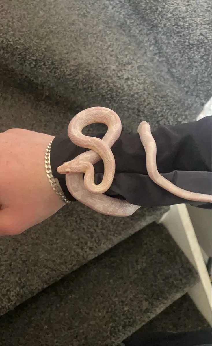 snow corn snake - Image 4