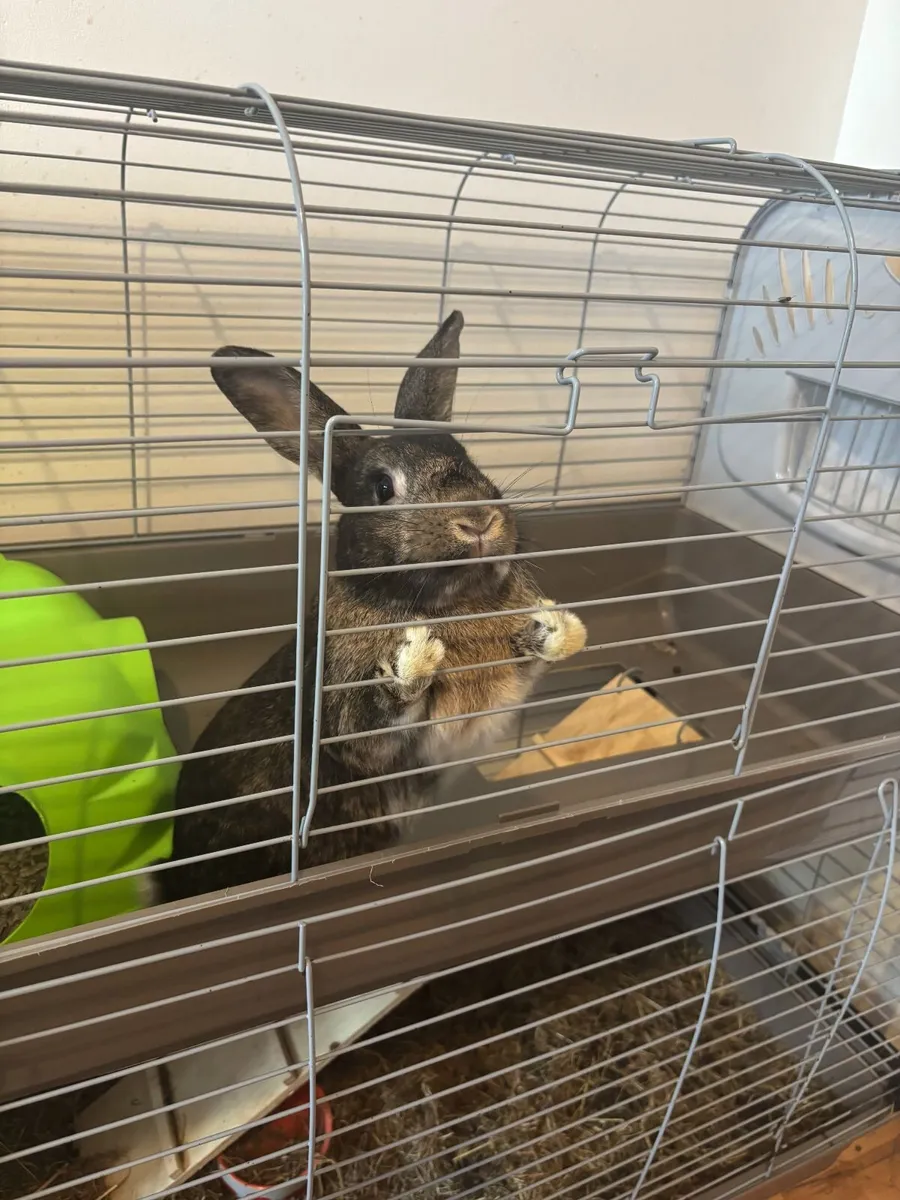 Rabbit & Cage - Free to take away - Image 1