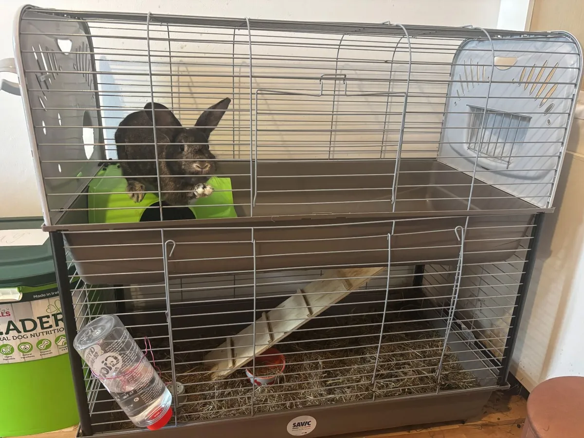 Rabbit & Cage - Free to take away - Image 2