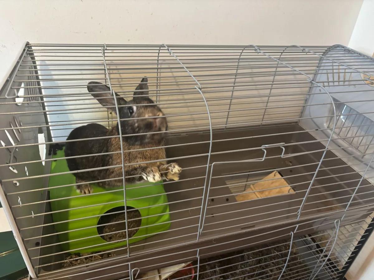 Rabbit & Cage - Free to take away - Image 4