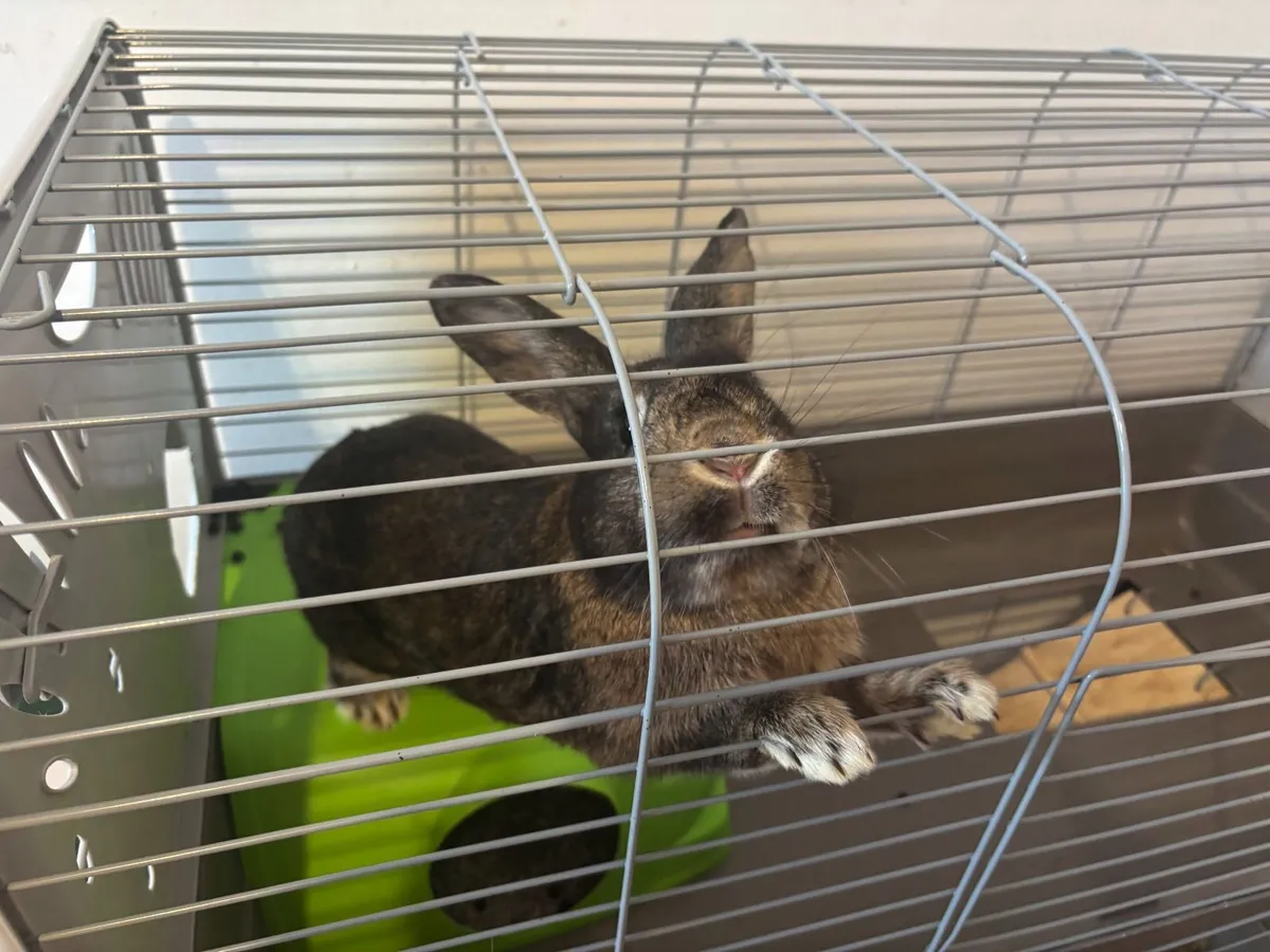 Rabbit & Cage - Free to take away - Image 3