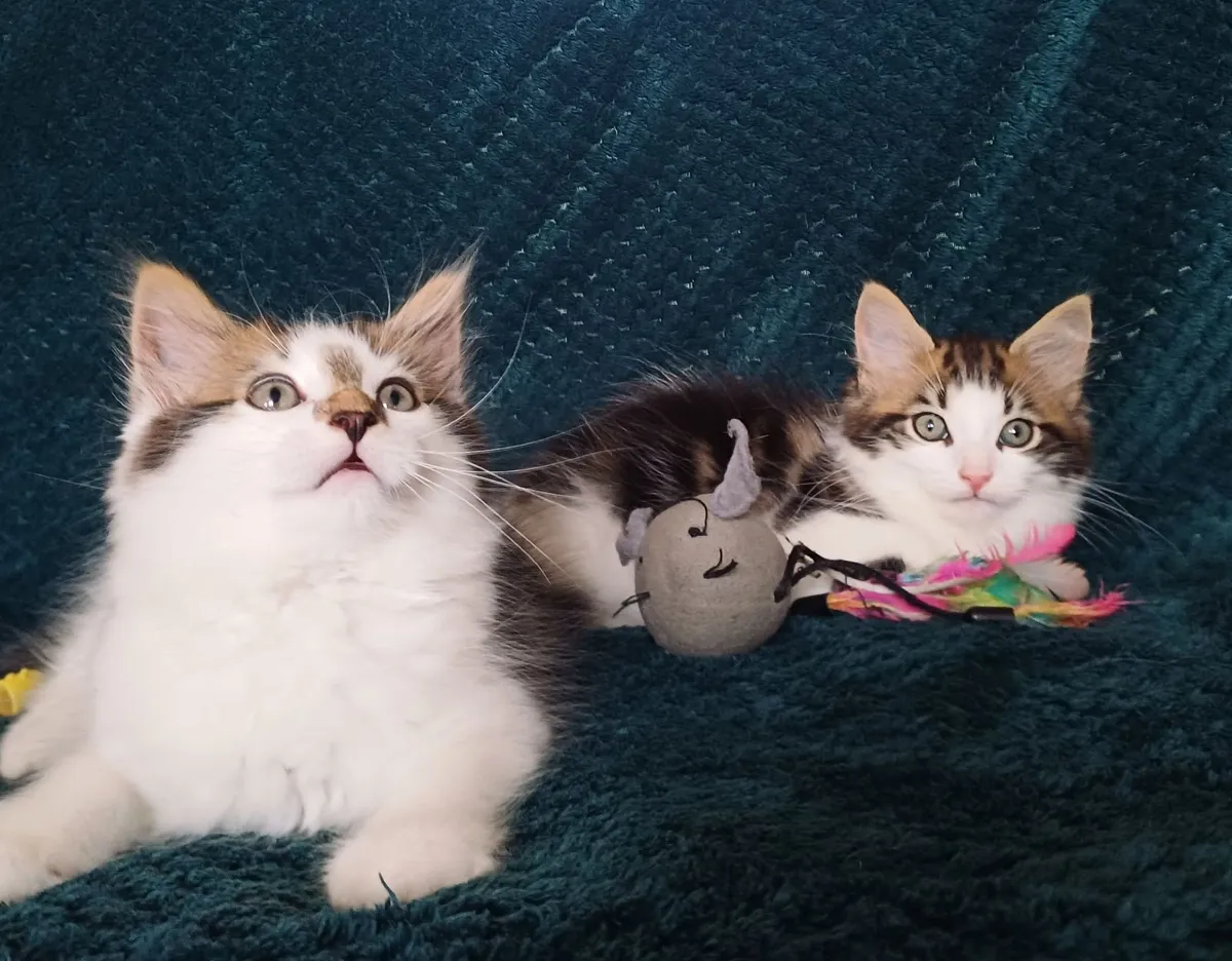Adorable Long-Haired Kittens - Image 3