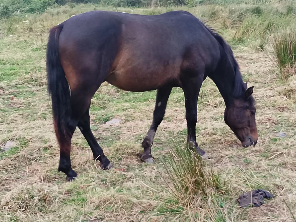 Connemara pony - Image 3