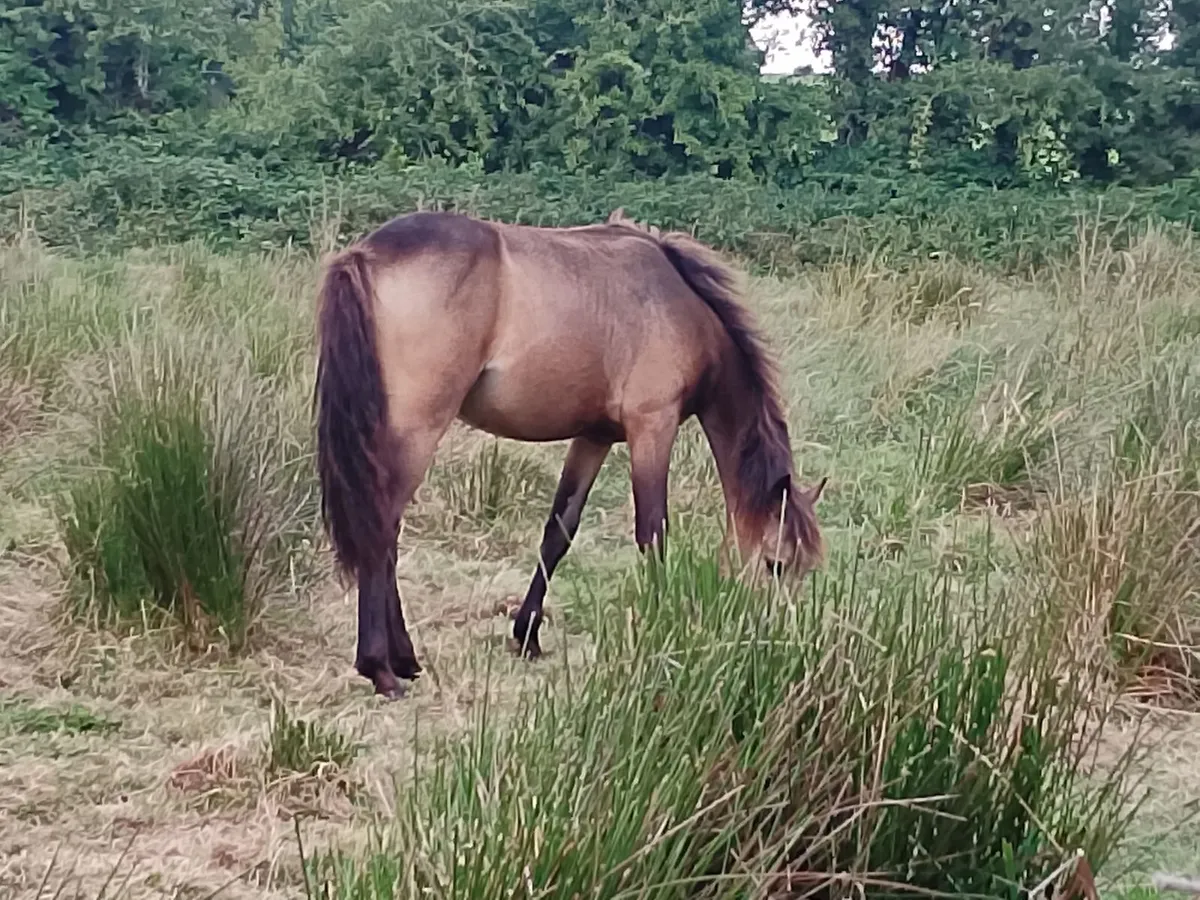 Connemara pony - Image 4