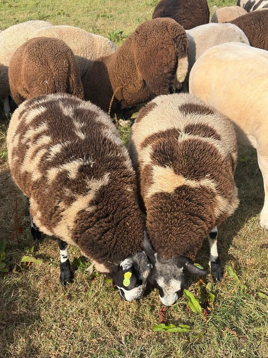 Dutch spotted Ram Lambs SIS - Image 2