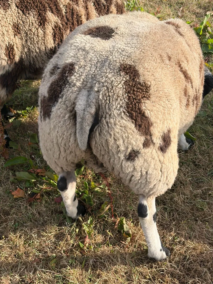 Dutch spotted Ram Lambs SIS - Image 3