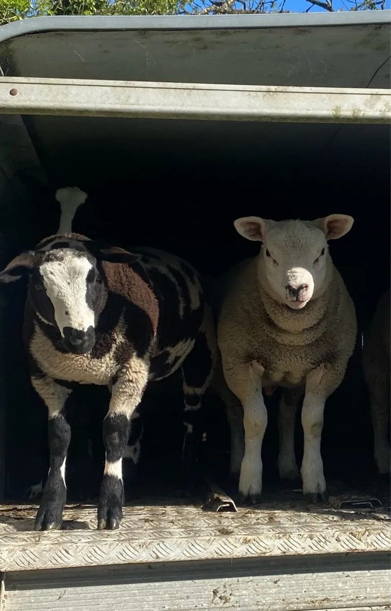Dutch spotted Ram Lambs SIS - Image 4