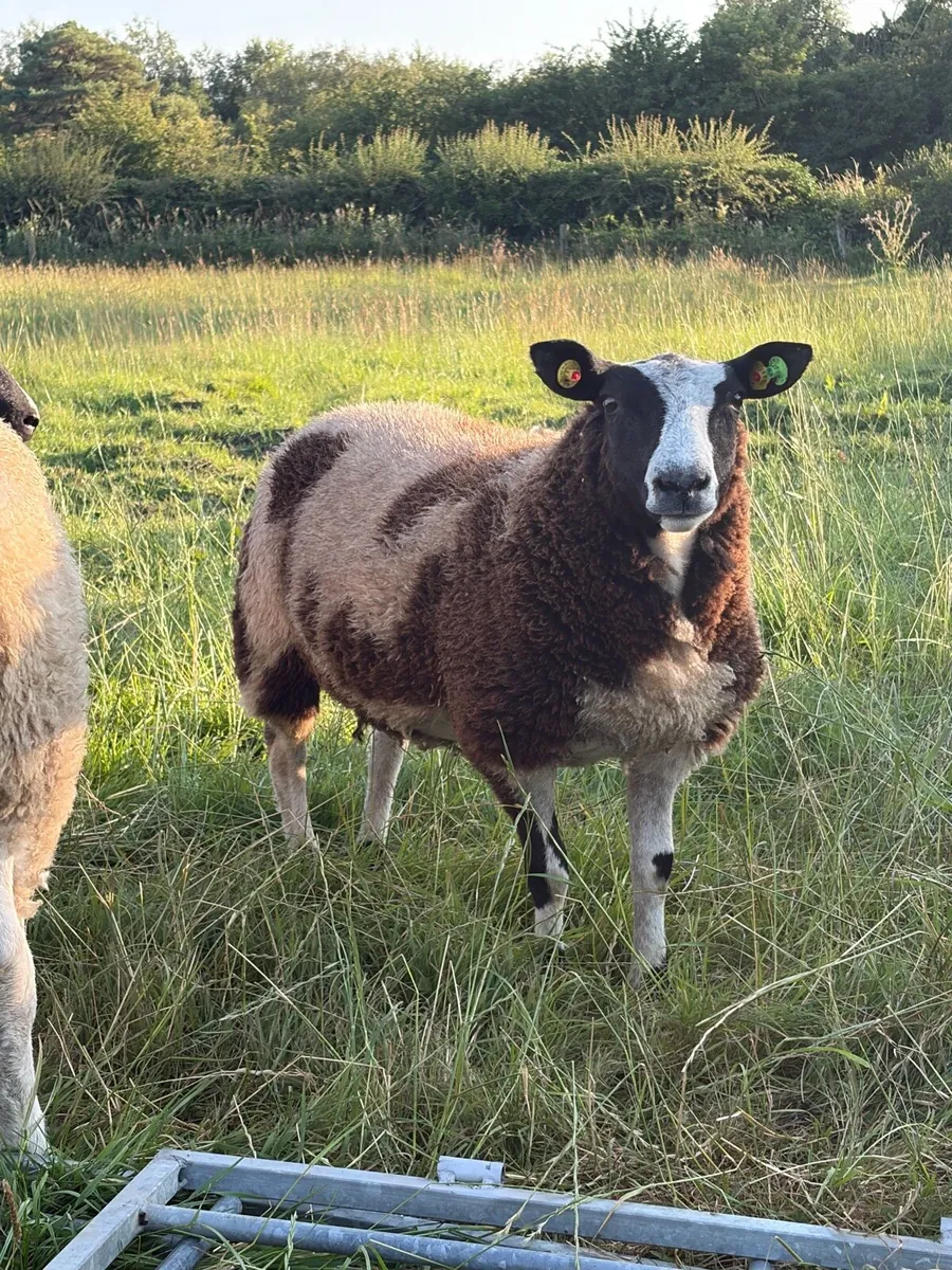 Dutch spotted Ram Lambs SIS - Image 4