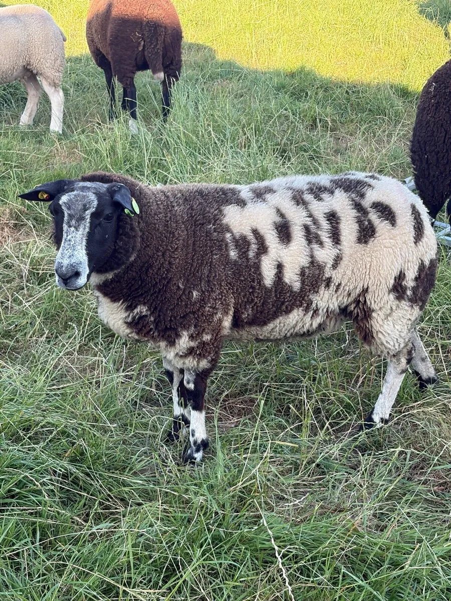 Dutch spotted Ram Lambs SIS - Image 3