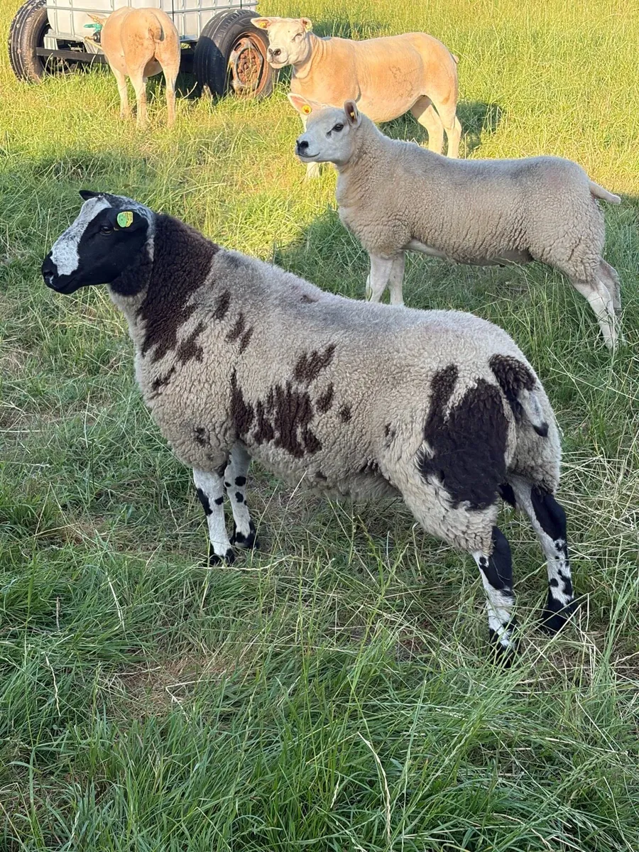 Dutch spotted Ram Lambs SIS - Image 1