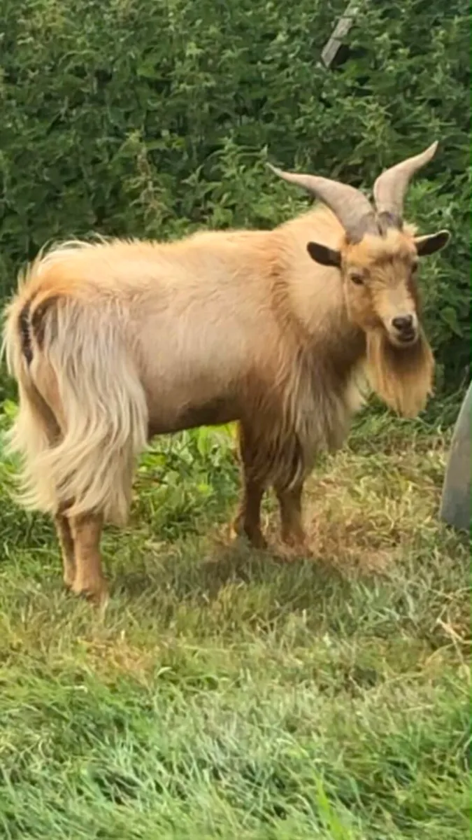 Male Pygmy Goat - Image 1
