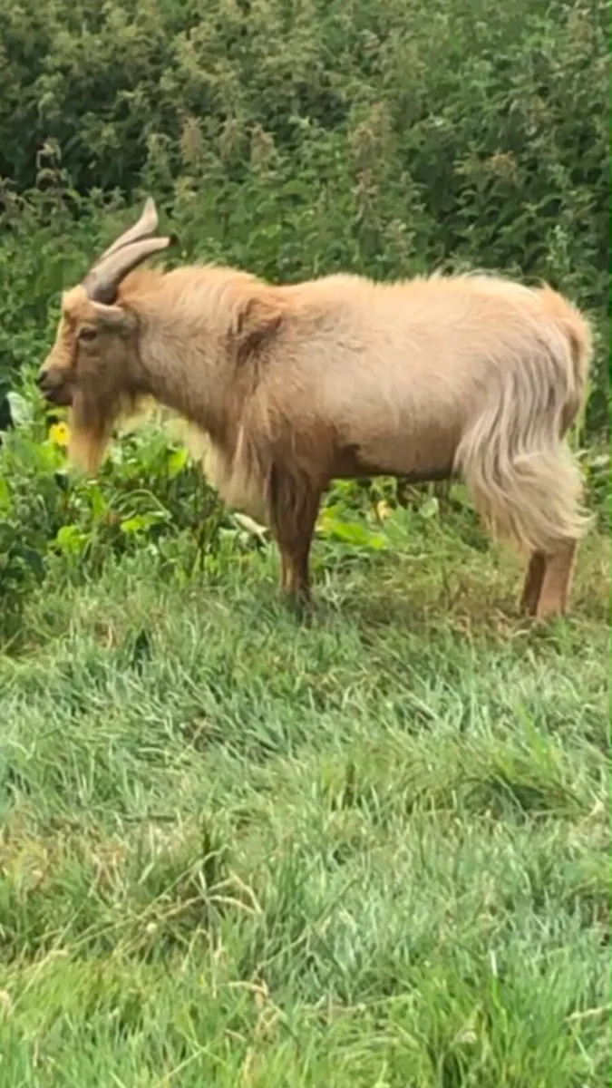 Male Pygmy Goat - Image 2