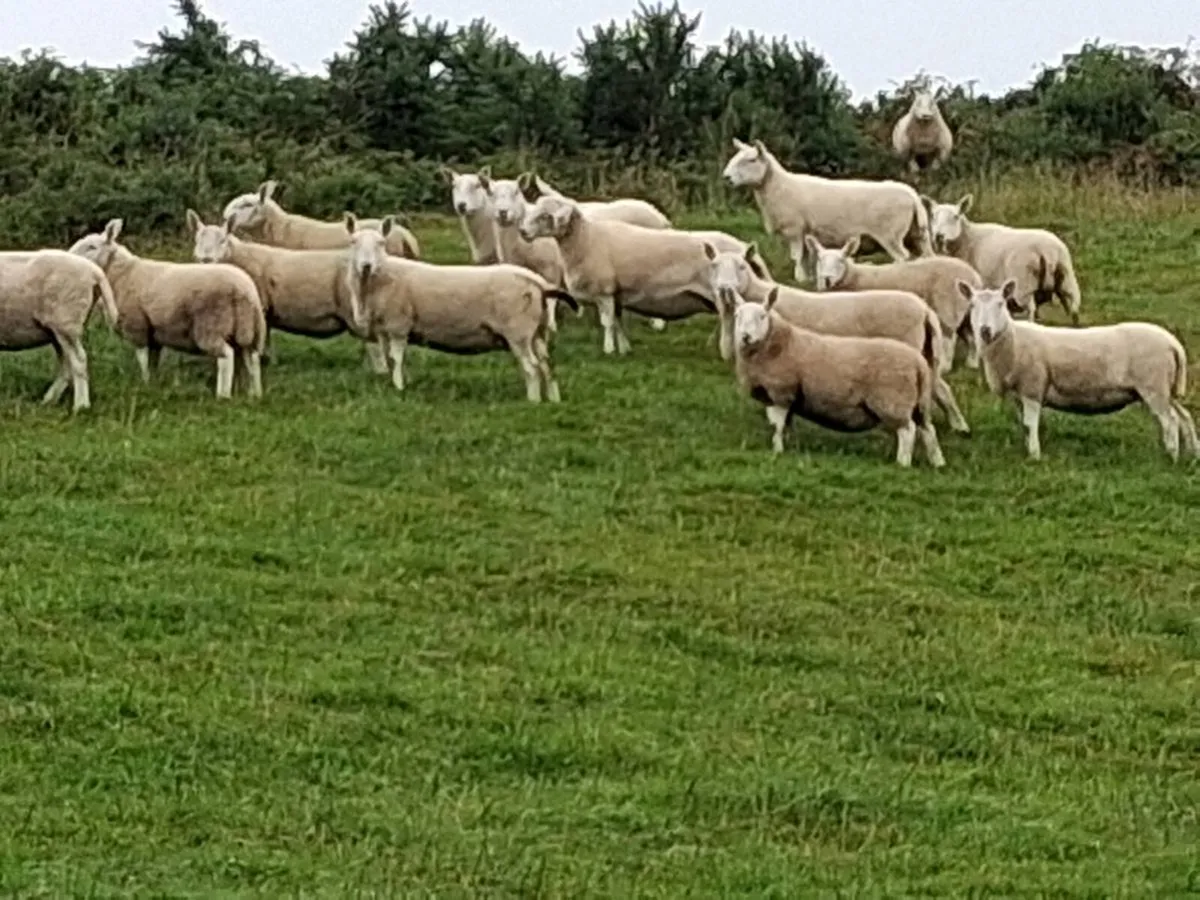 North Country Cheviot lambs - Image 1