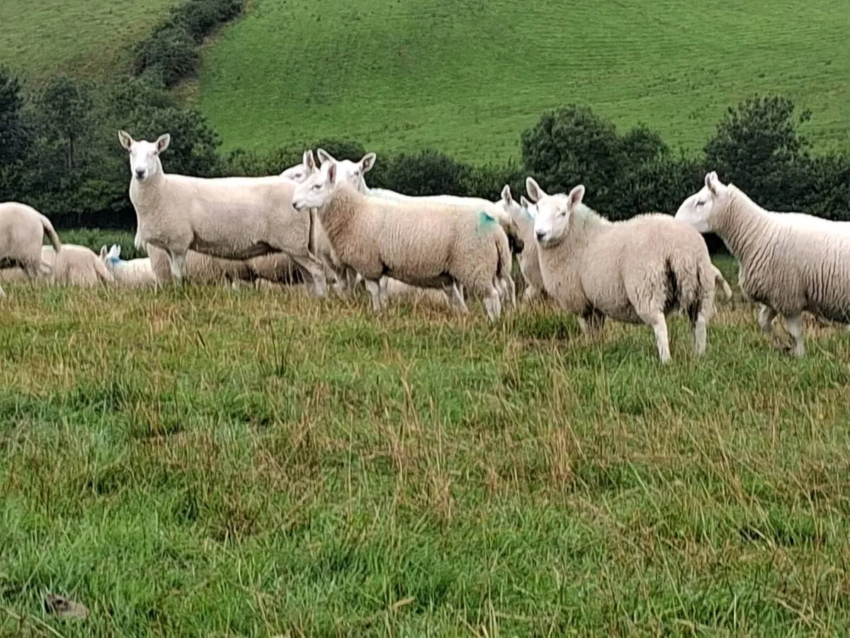 North Country Cheviot lambs - Image 2