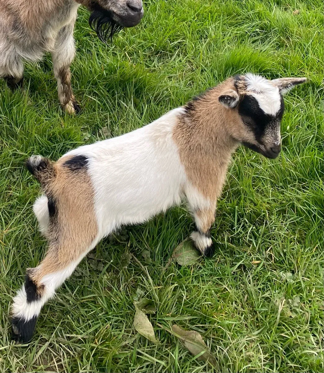 Male Pygmy Goat - Image 3