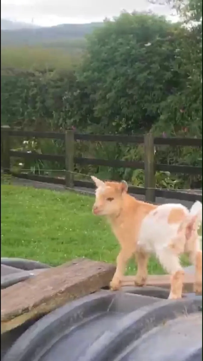 Male Pygmy Goat - Image 4
