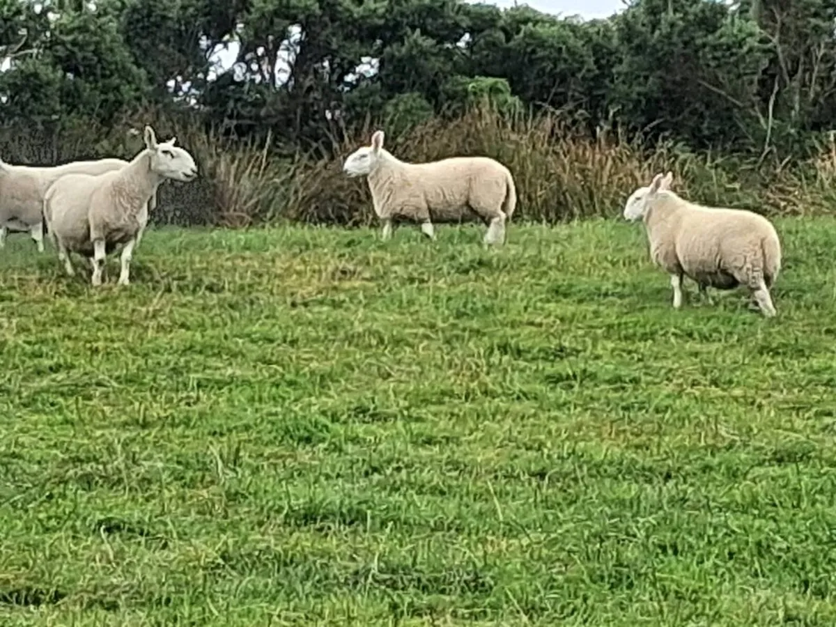 North Country Cheviot lambs - Image 3