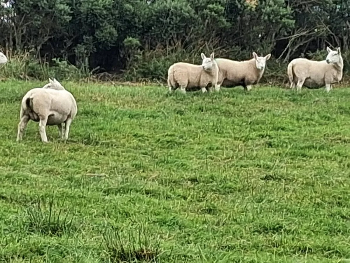 North Country Cheviot lambs - Image 4