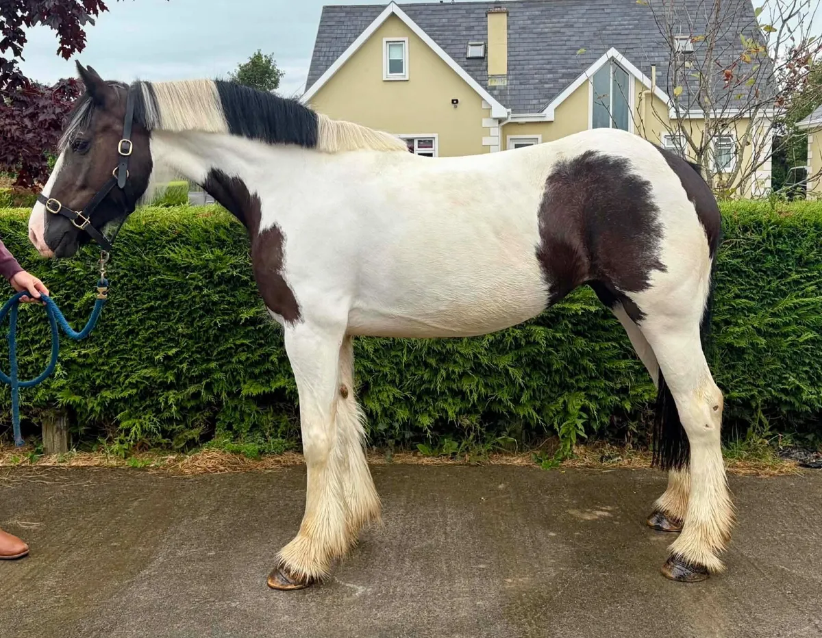 15.3hh 7yr Mare - Image 1