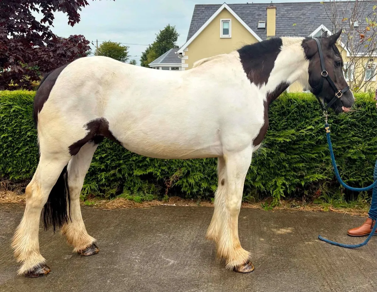 15.3hh 7yr Mare - Image 2