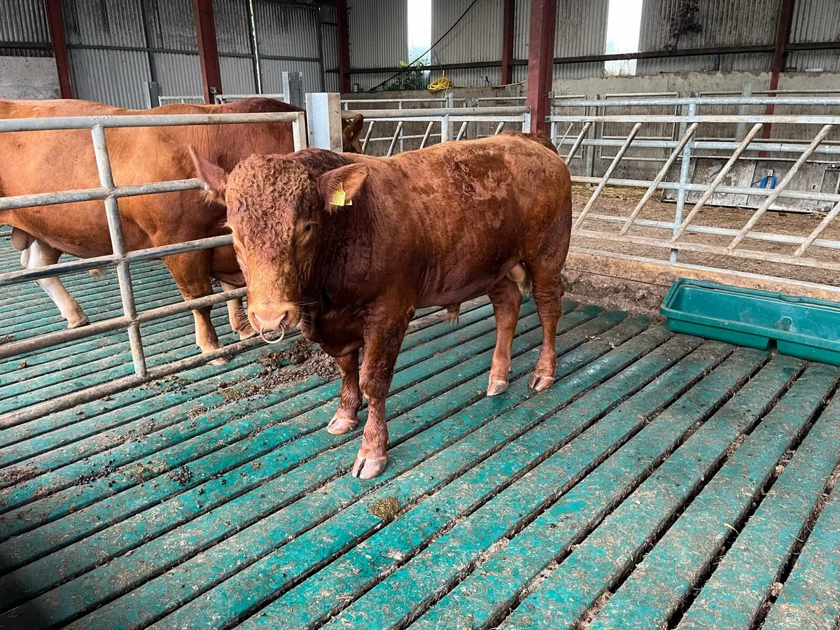 Stabiliser Bull - Image 3