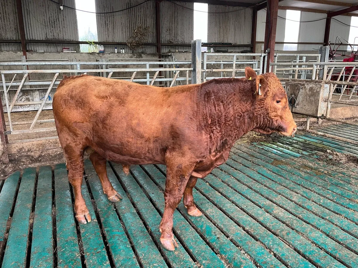 Stabiliser Bull - Image 4