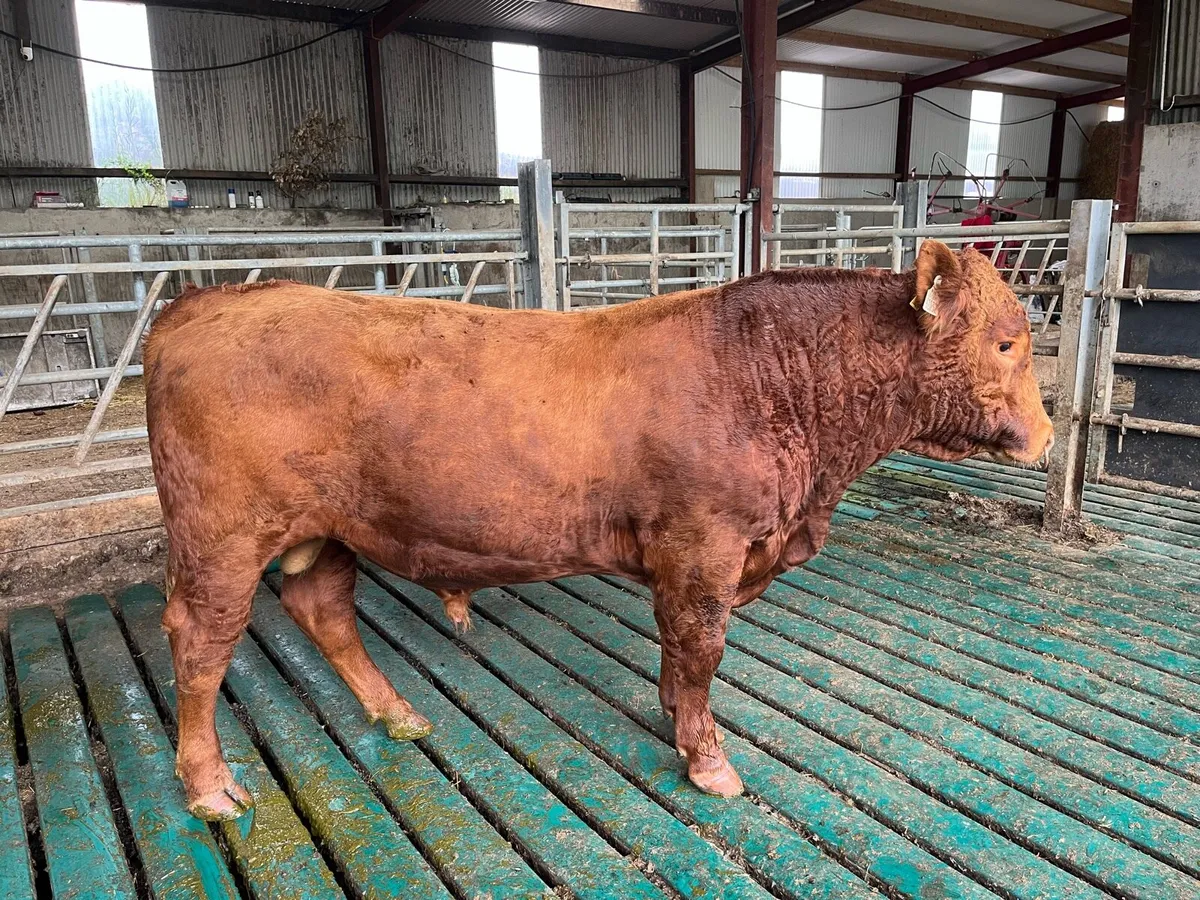 Stabiliser Bull - Image 1
