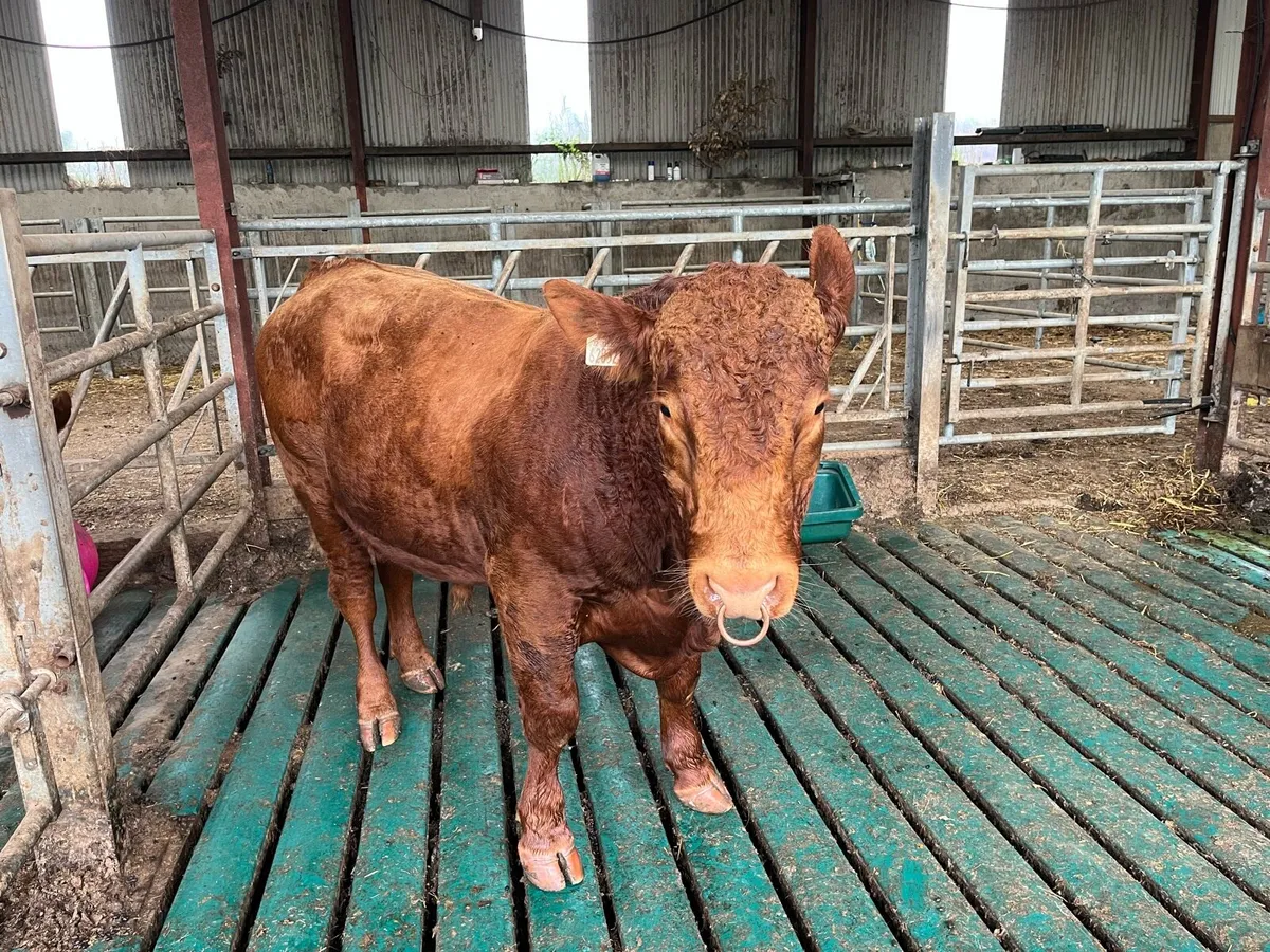 Stabiliser Bull - Image 2