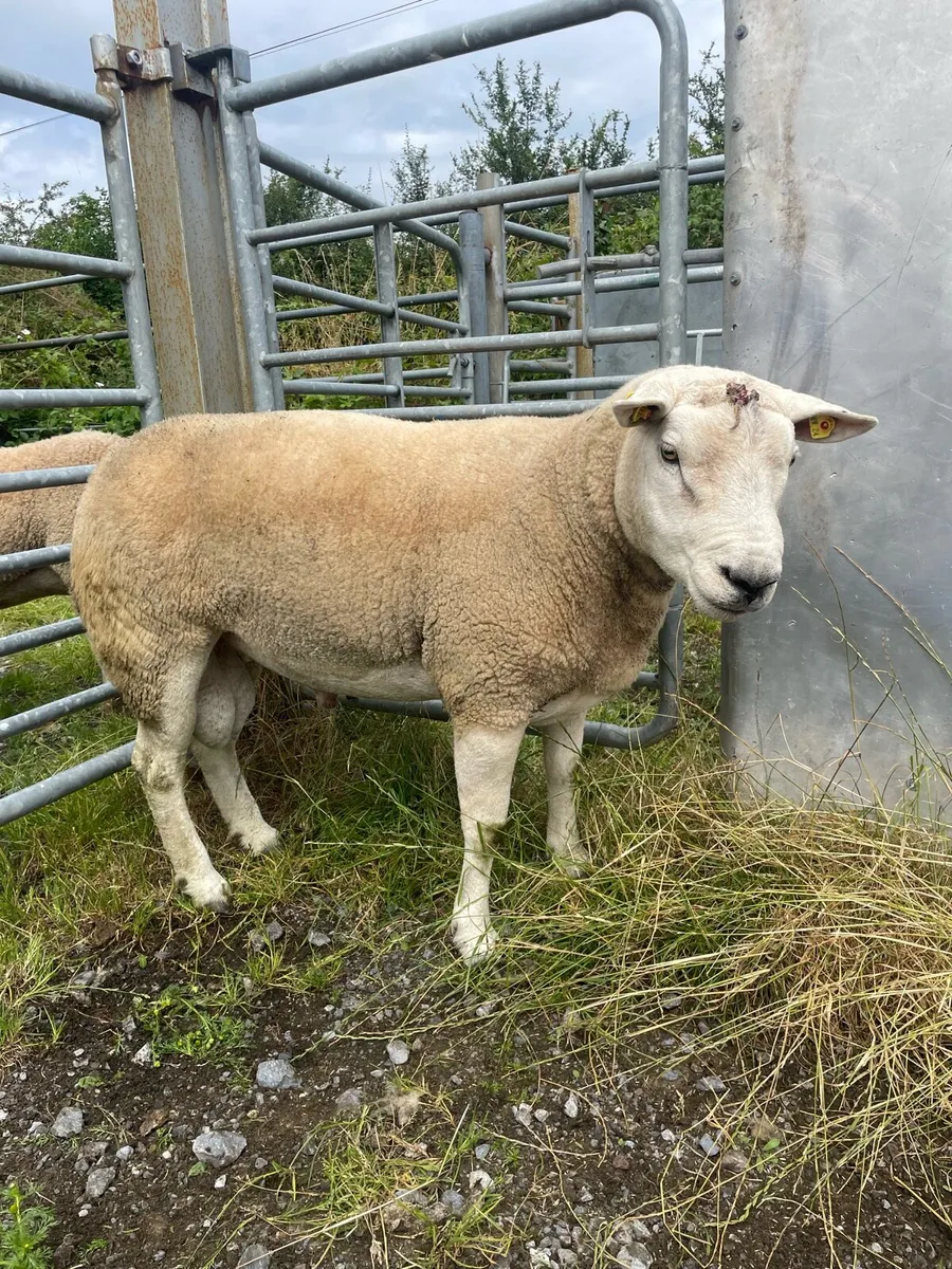 New Zealand Texel Ram - Image 1