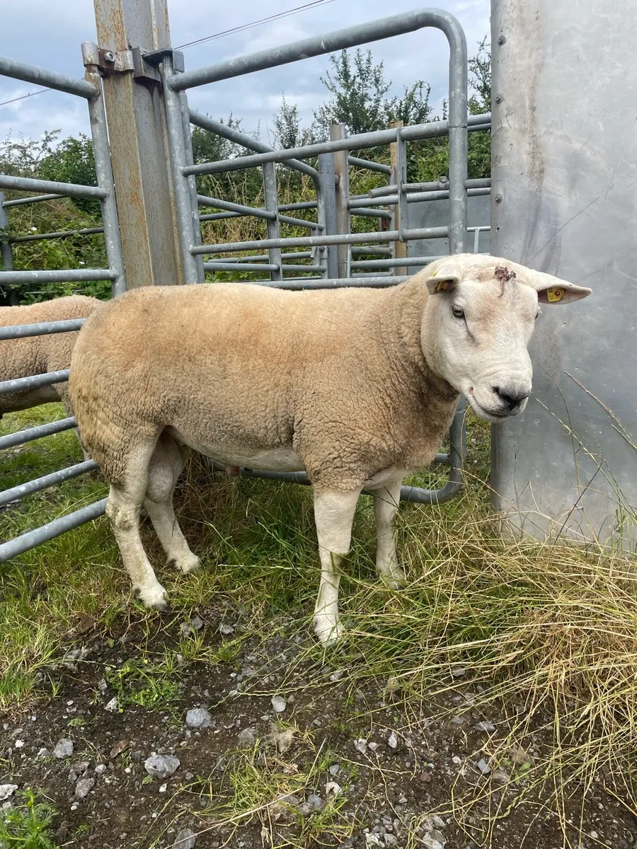 New Zealand Texel Ram - Image 2