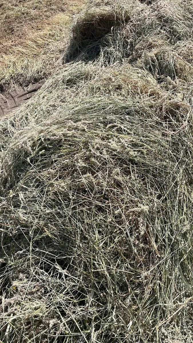 Premium Haylage for Sale – 250 Bales - Image 2