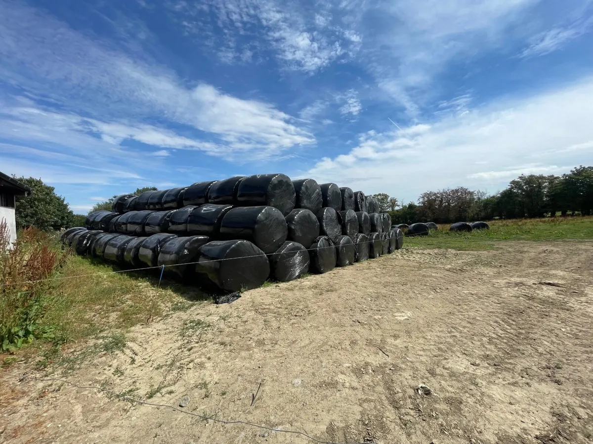 Premium Haylage for Sale – 250 Bales - Image 3