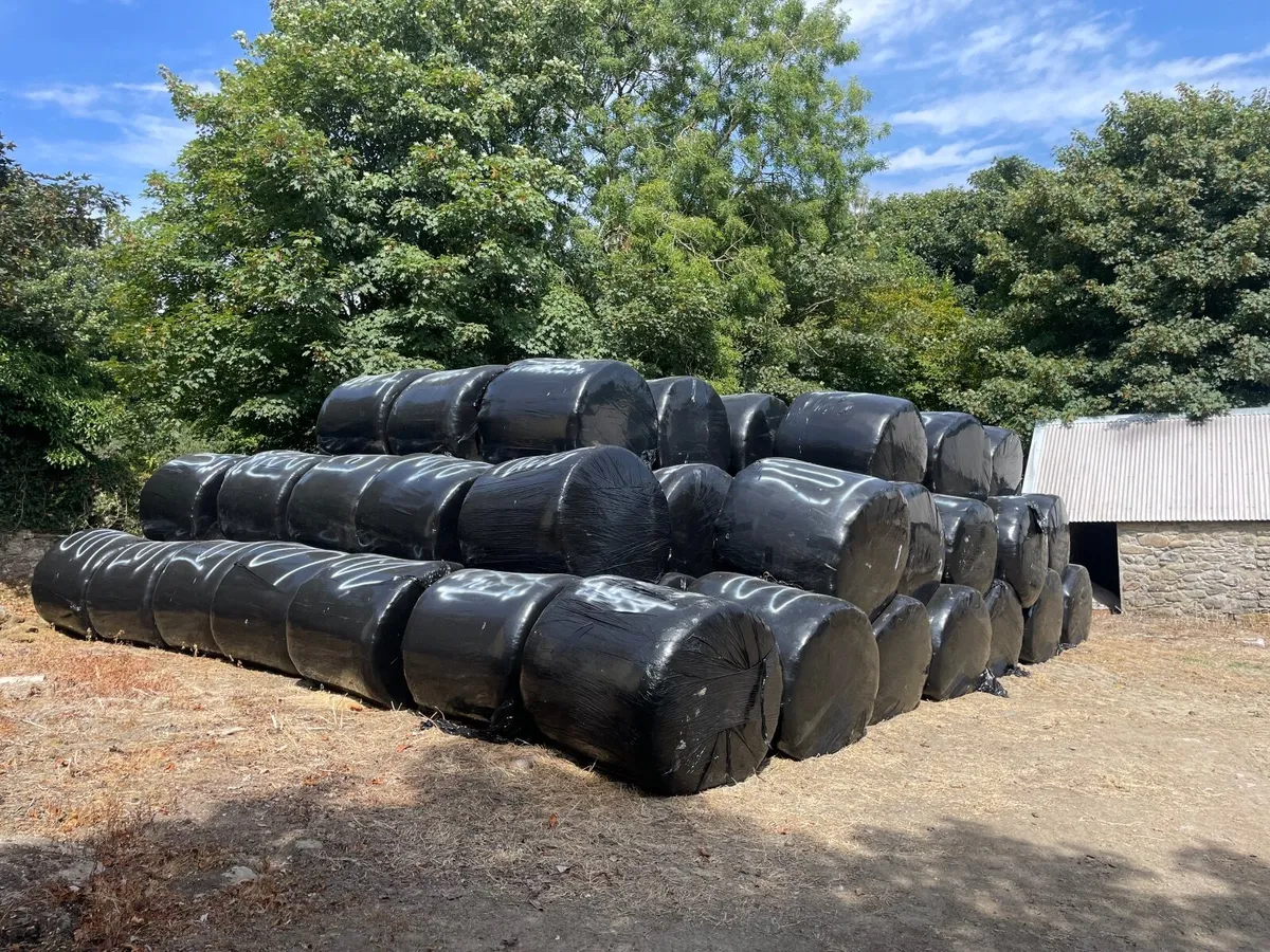 Premium Haylage for Sale – 250 Bales - Image 4