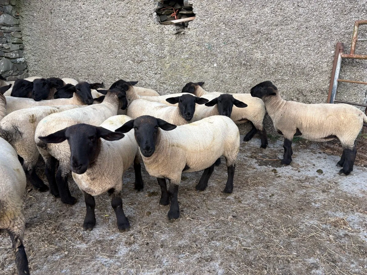 PBNR SUFFOLK HOGGET EWES - Image 2
