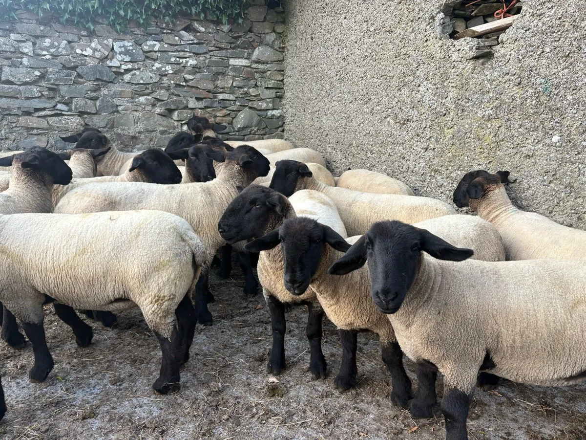 PBNR SUFFOLK HOGGET EWES - Image 4