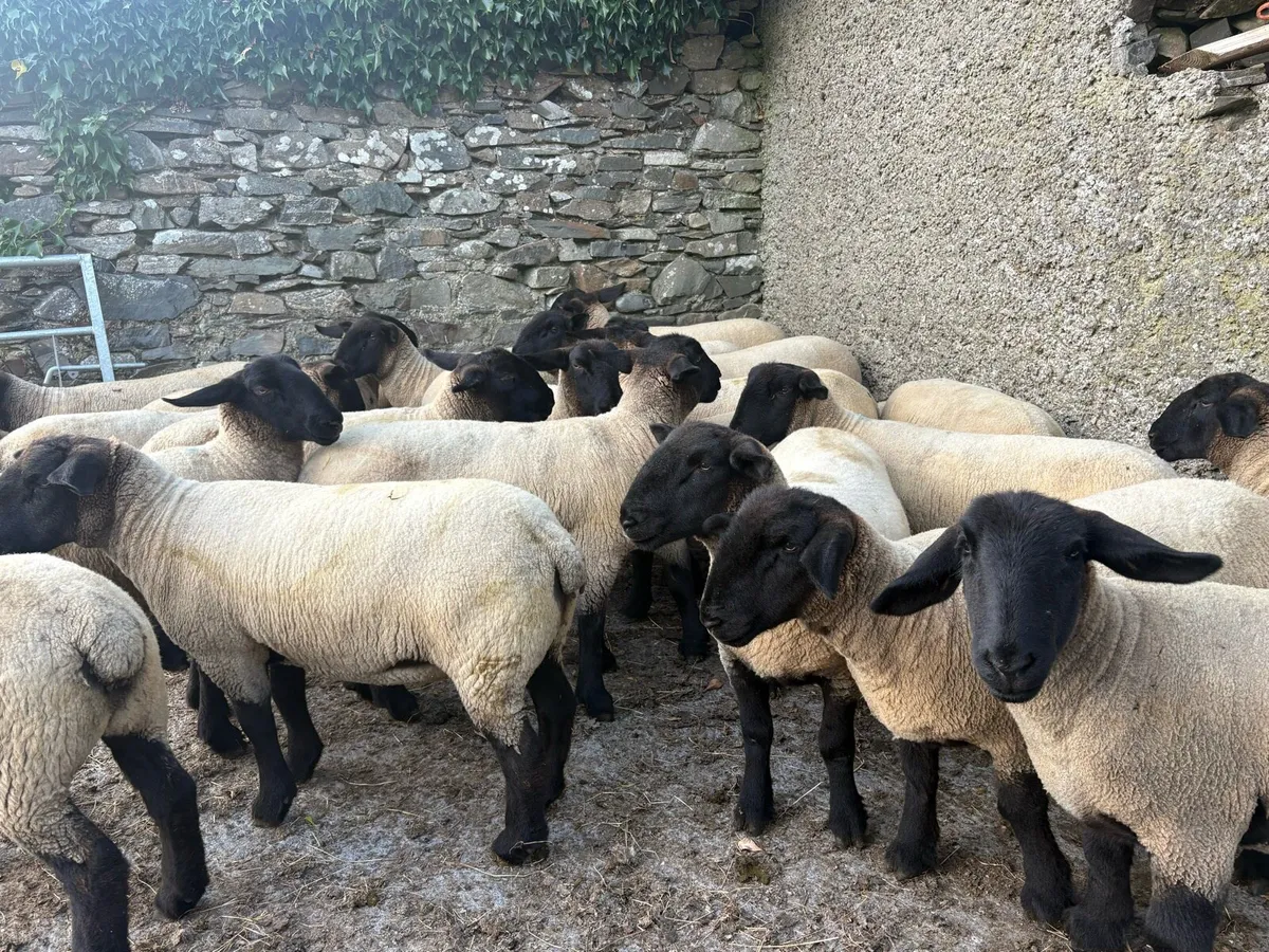 PBNR SUFFOLK HOGGET EWES - Image 3