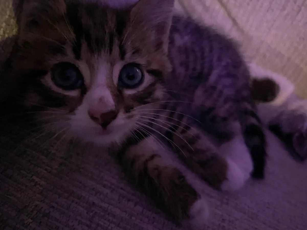 Maine Coon cross kittens - Image 4