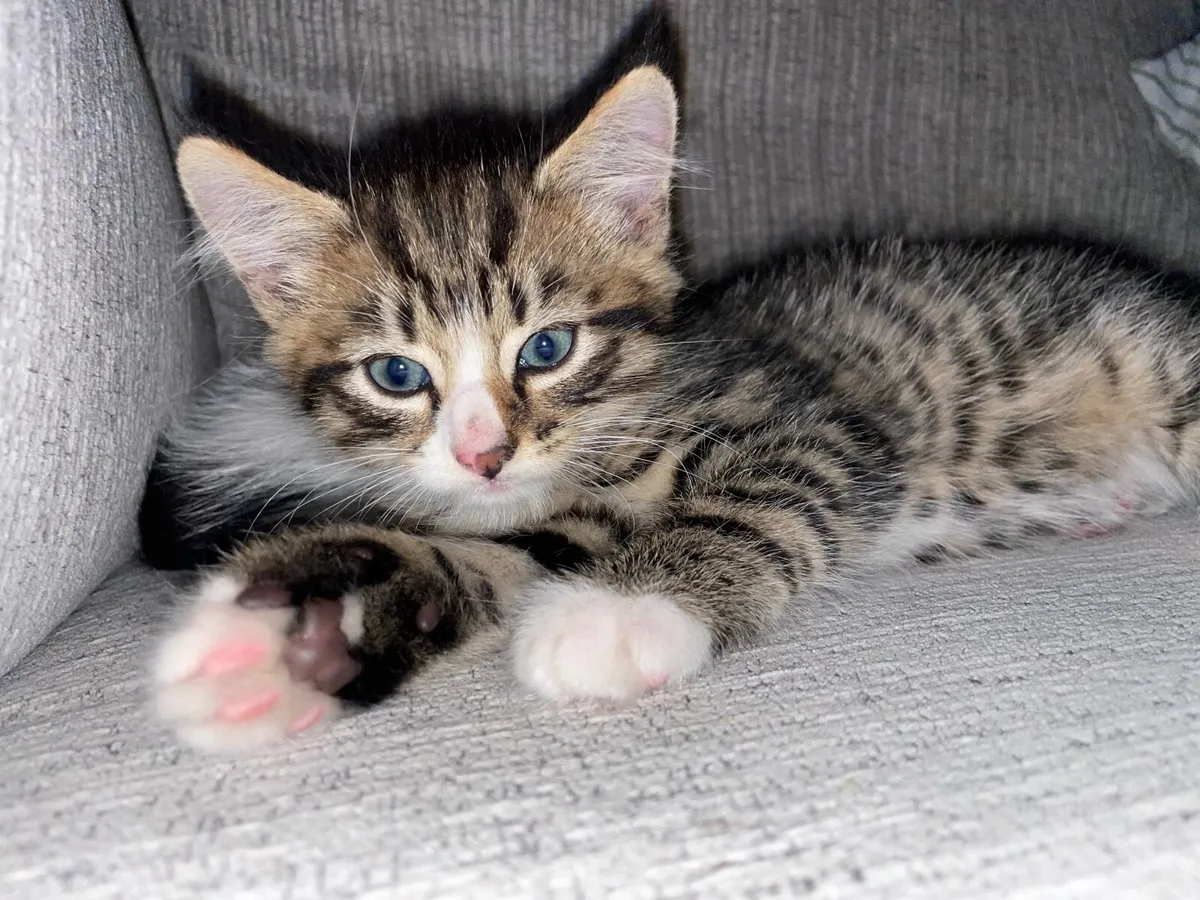 Maine Coon cross kittens - Image 2