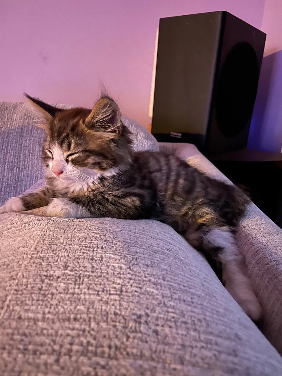 Maine Coon cross kittens - Image 1