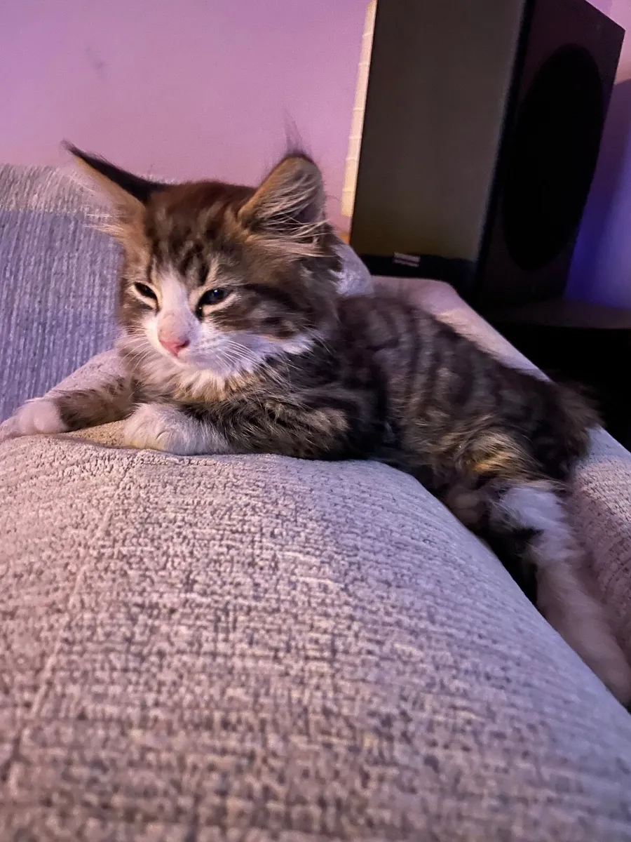 Maine Coon cross kittens - Image 3