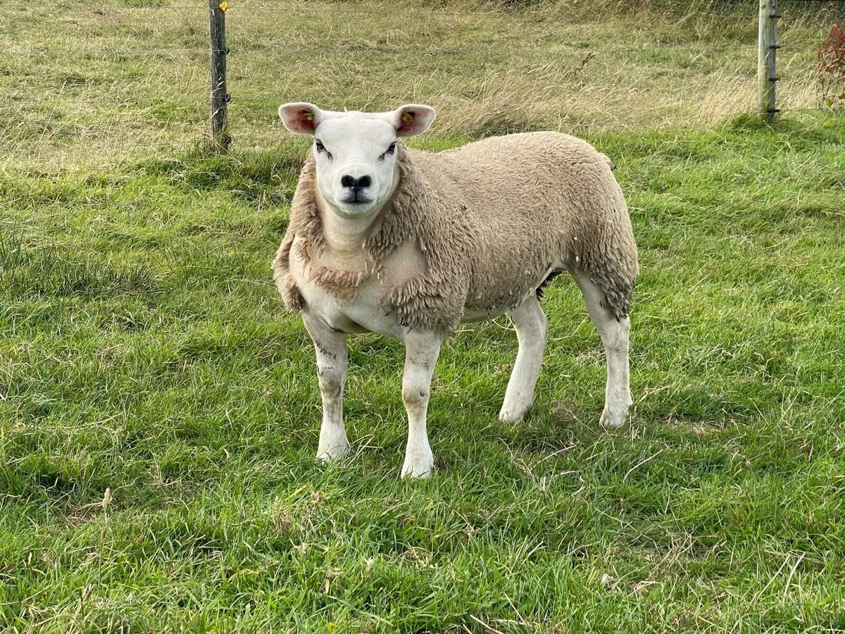 ⭐️Pedigree Registered Texel Ewe lambs⭐️ - Image 3