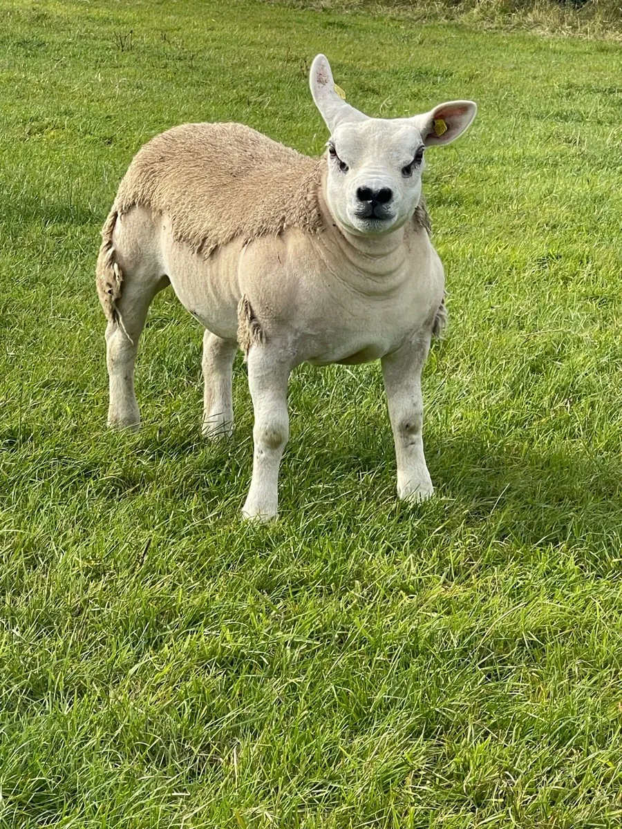 ⭐️Pedigree Registered Texel Ewe lambs⭐️ - Image 2