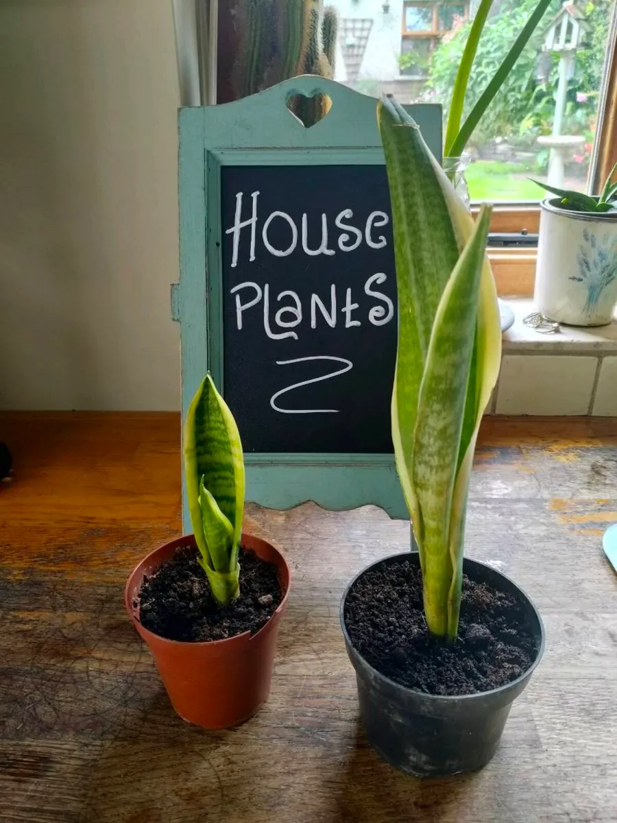Mother-in-law's tongue, also known as snake plant - Image 1